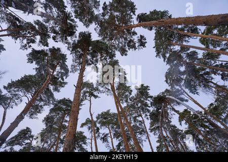 Tops of pine trees against the blue sky. Winter in the park Stock Photo