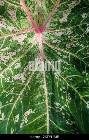 Caladium bicolor, Caladium hortulanum Stock Photo