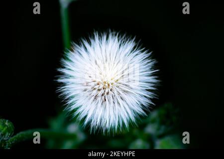 Fluffy white fluffy dandelion flower on a black background. Fluffy white Taraxacum. Dandelion flower seeds. Botany. Meadow plants Taraxacum. The beaut Stock Photo