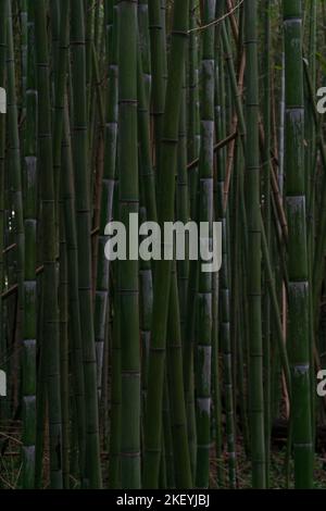 Green bamboo grove in the evening background Stock Photo