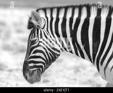 close up in black & white  of a Side profile of a Burchell Zebra head Stock Photo