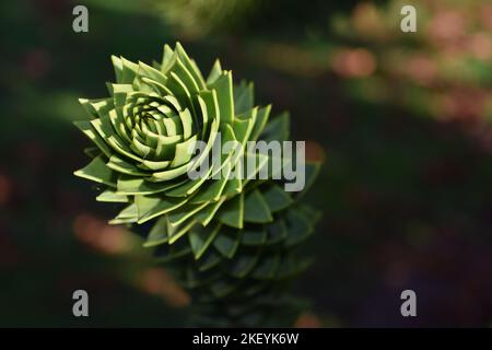 Monkey puzzle tree Stock Photo