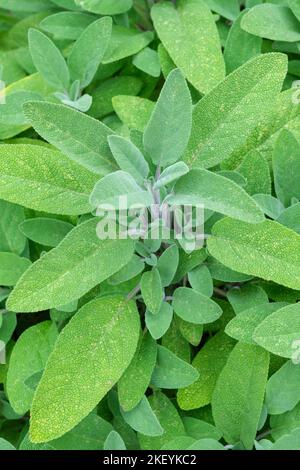 Salvia officinalis, common garden sage, sage, sauge, grey-green leaves Stock Photo