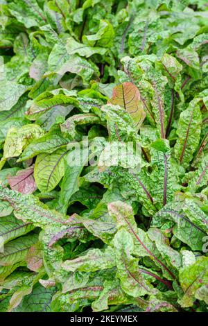 Sorrel, Rumex acetosa, common sorrel, garden sorrel, spinach dock, narrow-leaved dock, Perennial  herb growing Stock Photo