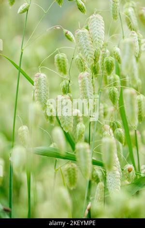 Briza maxima, greater quaking grass, great quaking grass, pearl grass, Briza major Annual grass panicles flat, ovate, pale yellow spikelets Stock Photo