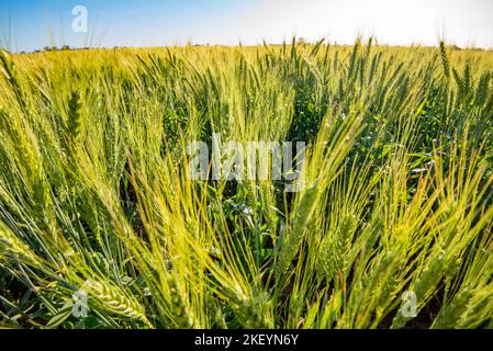 Semi-dwarf wheat crop growing on a property in northwest New South Wales, Australia Stock Photo