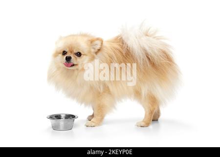 Dog Pet Puppy Sitting With The Food Bowl Gift Fooddog Breed Pomeranian  Spitz The Dog Is Standing Next To A Bowl Of Food Stock Illustration -  Download Image Now - iStock