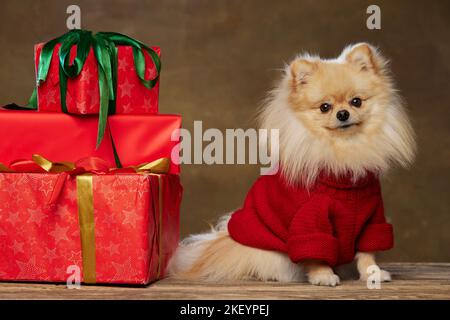 Happy holidays. Stylish pomeranian Spitz wearing warm knitted sweater sitting near festive boxes isolated over dark vintage background. Merry Stock Photo