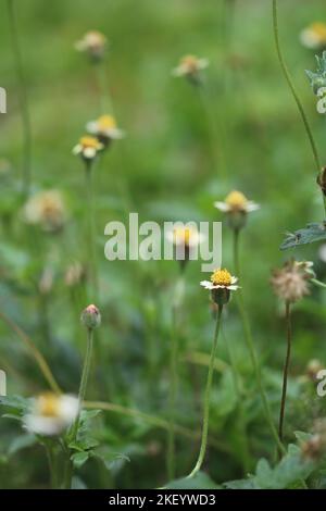 A white and yellow color tiny tridax daisy flower is isolated. selective focus. blurred background. Stock Photo