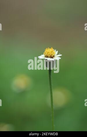 A white and yellow color tiny tridax daisy flower is isolated. selective focus. blurred background. Stock Photo
