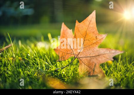 Closeup fallen autumn leaves on grass in sunny morning light. Dream fall nature, flora closeup and sun rays. Idyllic natural scenic Stock Photo