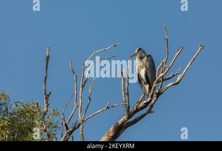 Gray heron sitting on the branches of a dried tree Stock Photo