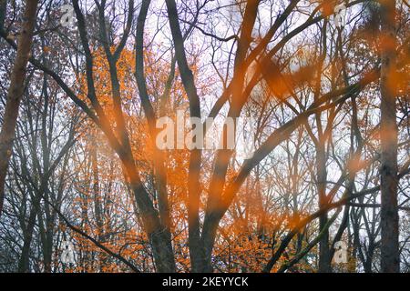 Yellow orange leaves during autumn season with warm sunlight. Fall park on blurry background. Beautiful nature scenic, relaxing, idyllic forest art Stock Photo