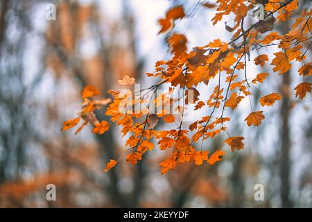 Yellow orange leaves during autumn season with warm sunlight. Fall park on blurry background. Beautiful nature scenic, relaxing, idyllic forest art Stock Photo