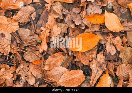 Beautiful autumn closeup composition. Texture of dried leaves. Autumn, fall, thanksgiving day concept. Inspirational nature decoration flat lay, top Stock Photo