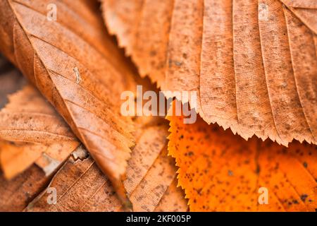 Beautiful autumn closeup composition. Texture of dried leaves. Autumn, fall, thanksgiving day concept. Inspirational nature decoration flat lay, top Stock Photo