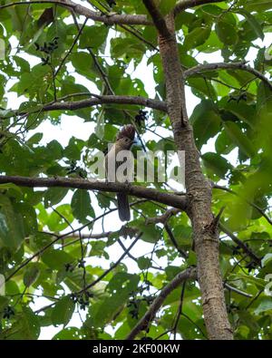 Striated laughingthrush or Garrulax striatus bird closeup perched on tree branch in natural green background foothills of himalaya uttarakhand india Stock Photo