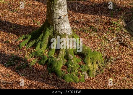 The base and roots of a tree are covered in green moss, surrounded by a carpet of dry leaves, Badia Prataglia, Italy Stock Photo