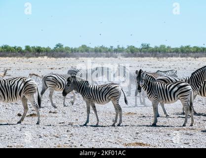 Herd of Zebras at the Etosha National Park in Namibia. Stock Photo