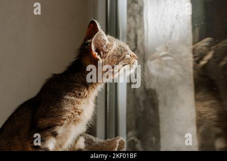 A cute little striped kitten looks out the window. Pet. Reflection of a cat on glass. A cute kitten looks at its reflection in the window. Stock Photo