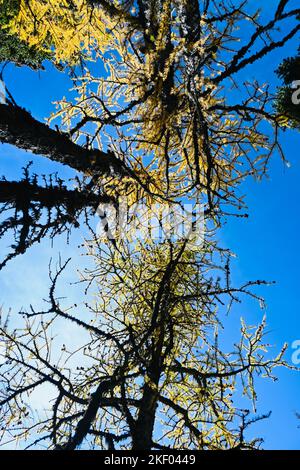 A low angle shot of larch on the blurry background Stock Photo - Alamy