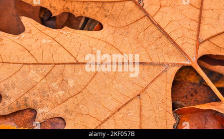Dry leaf texture and nature background. Surface of brown leaves material. Abstract artistic natural autumn macro, plant closeup Stock Photo