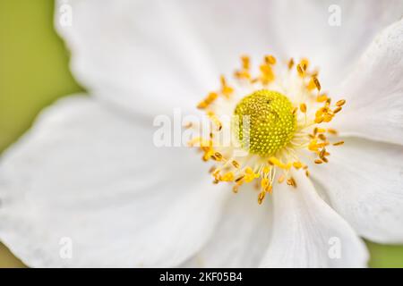 Beautiful nature background. Macro view of amazing gorgeous anemone flower. Yellow white petals, romantic love floral closeup. Idyllic nature Stock Photo