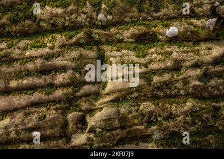 Texture of Lichen and Moss Growing On Large Rock in Mammoth Cave National Park Stock Photo