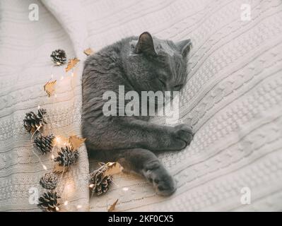 British cat sleeps in a knitted white blanket with glowing lights. Christmas sleeping cat with a festive garland. Stock Photo