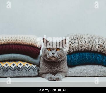 British cat is lying in a pile of knitted woolen clothes. Winter concept. Cat in warm clothes on a gray background. Stock Photo