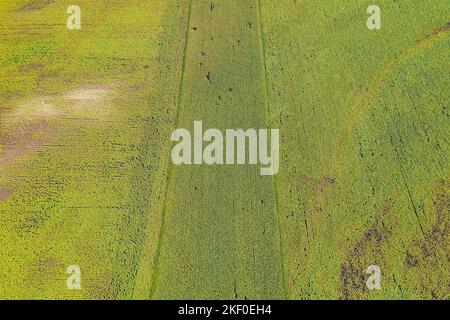 Aerial view of green agricultural fields with distinct tractor tracks ...