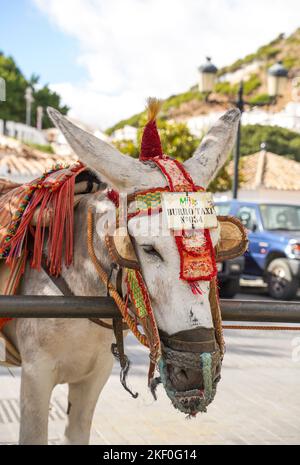 Donkey rides offered in white washed village of Mijas Pueblo in ...