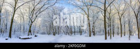 Oak trees covered with snow on frosty morning landscape. Amazing winter nature panorama. Bright colorful sunrise over wintry park, fantastic scenic Stock Photo