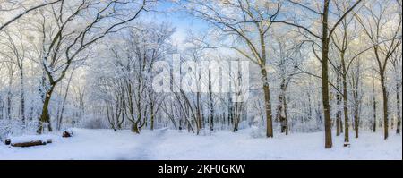 Oak trees covered with snow on frosty morning landscape. Amazing winter nature panorama. Bright colorful sunrise over wintry park, fantastic scenic Stock Photo