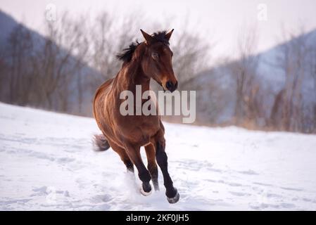 Hungarian Warmblood in winter Stock Photo