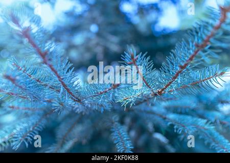 Cold blue tones of green fir tree or pine branches, morning seasonal nature closeup with blurred forest background Stock Photo