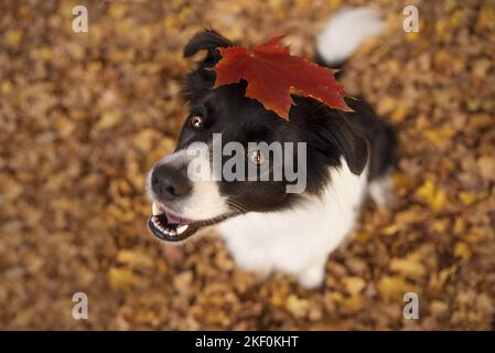 sitting Border Collie Stock Photo