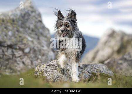 walking Chinese-Crested-Mongrel Stock Photo