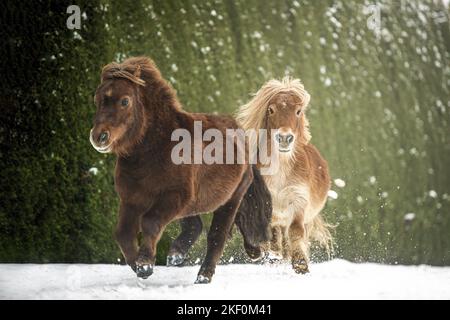 2 galloping Mini Shetland Ponies Stock Photo