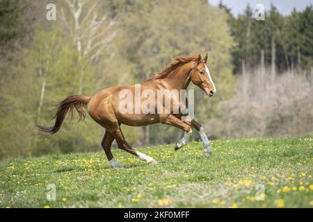 galloping Hungarian Warmblood Stock Photo