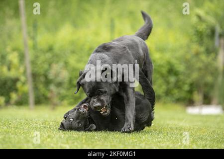 2 playing Labrador Retriever Stock Photo