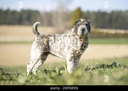 Shar Pei Stock Photo