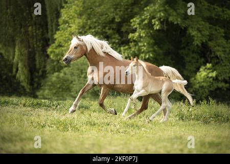 Haflinger foal Stock Photo