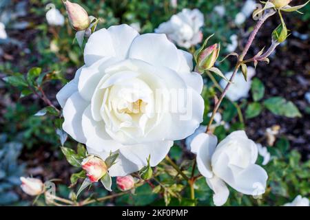 Close-up of a white rose Stock Photo