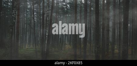 spooky misty forest. fog in the dark mysterious woods. banner Stock Photo