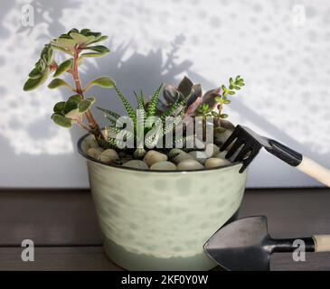 Various types of succulents are planted in composition in ceramic pot and small gardening tools on table. Beautiful shadows. Interests in growing indo Stock Photo