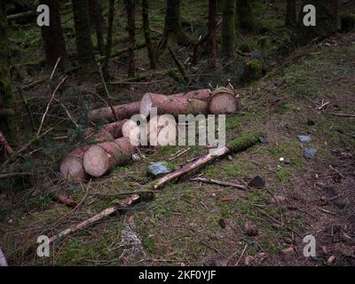 Freshly cut pine logs in Strachur Forest by Balliemeanoch by the River Cur. Near Strachur. Argyll and Bute. Scotland Stock Photo