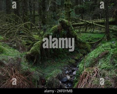 Old storm damage showing exposed root systems in Strachur Forest by Balliemeanoch. Strachur. Argyll and Bute. Scotland Stock Photo