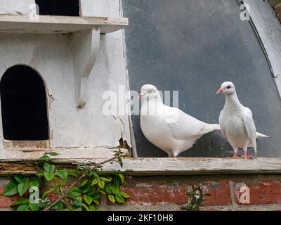 White Doves or Fan-Tailed Pigeons in an historic Dovecote Stock Photo