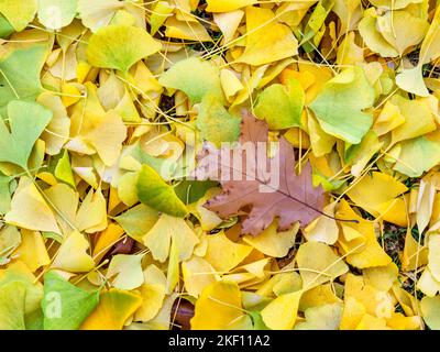 Oak leaf among Ginkgo leaves on ground in autumn. Stock Photo